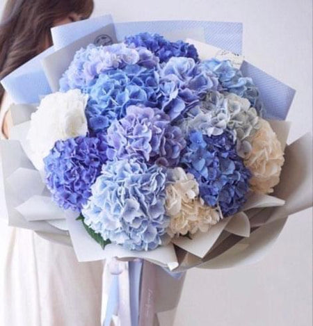 Blue hydrangea "blue clouds" الغيوم الزرقاء