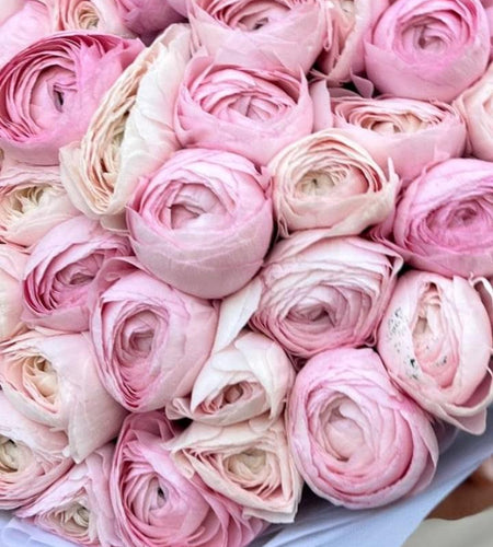 51 ranunculus 51 حوذان