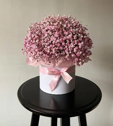 White gypsophila in box