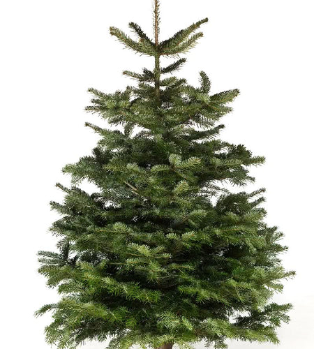 Fresh tree (125/150sm)