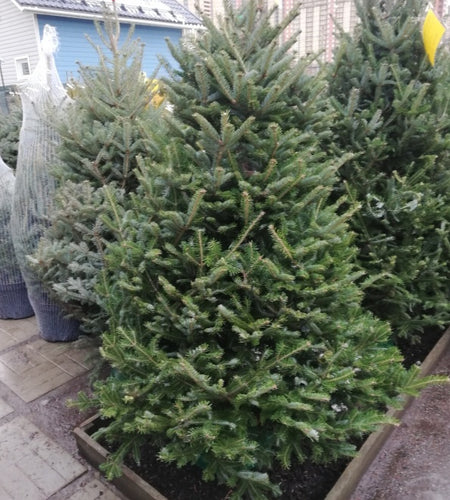 Christmas tree (200/225sm)