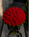 Red rose / وردة حمراء