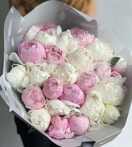 51 Piones 51 الفاوانيا