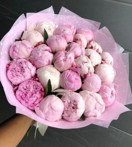 21 Piones 21 الفاوانيا