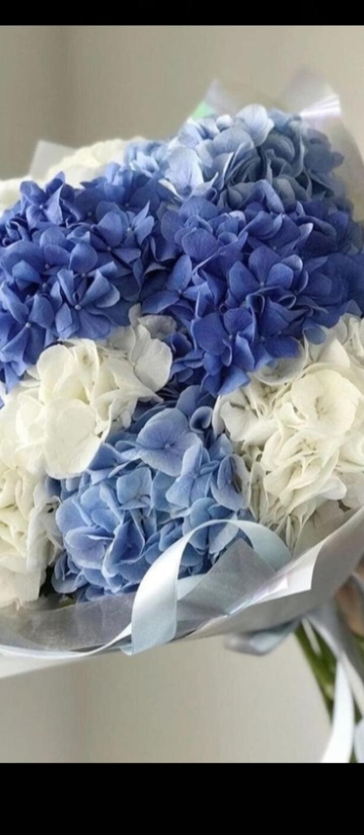 Blue hydrangea "blue clouds"  الغيوم الزرقاء