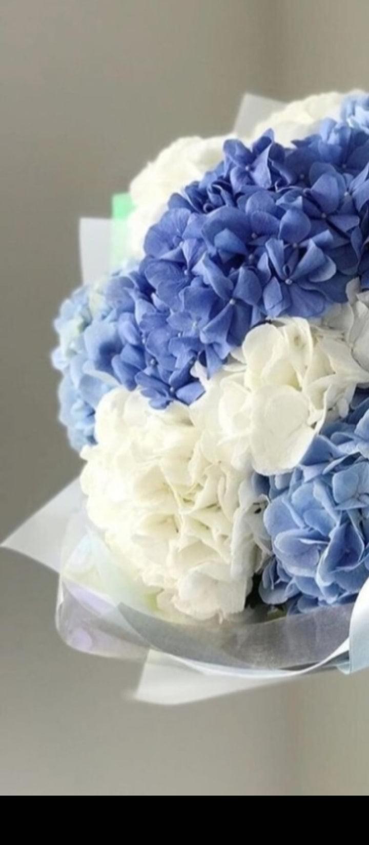 Blue hydrangea "blue clouds"  الغيوم الزرقاء