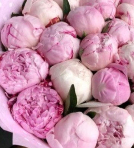 21 Piones 21 الفاوانيا