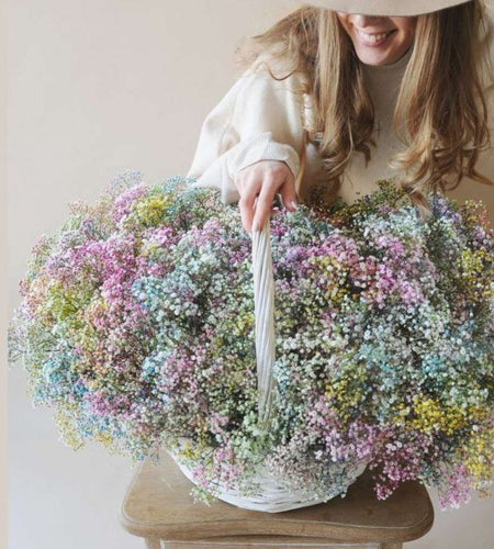 Rainbow gypsophila 25