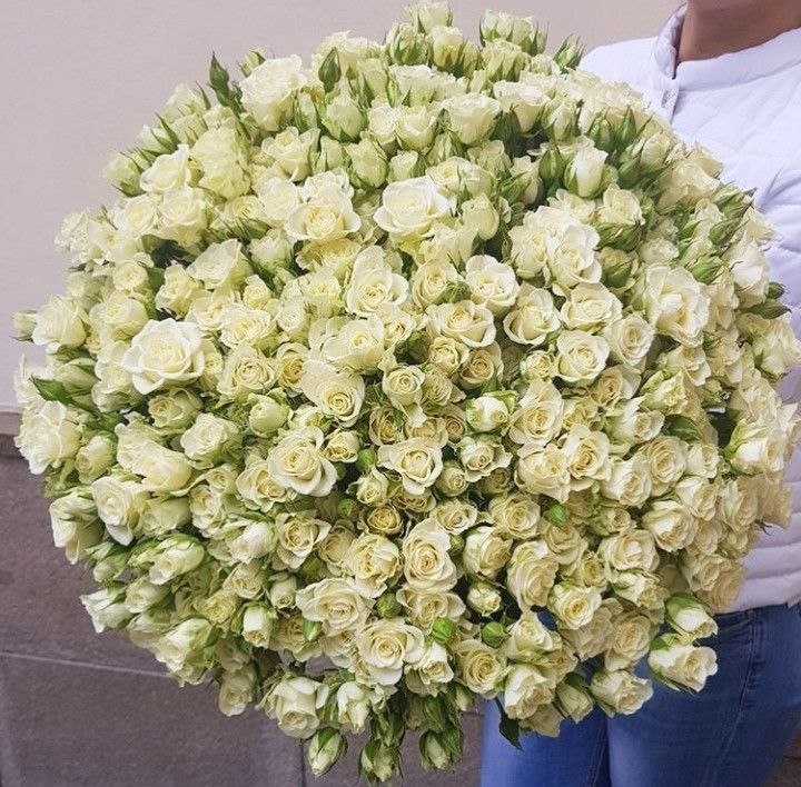 101 spray white rose