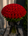 Red rose / وردة حمراء