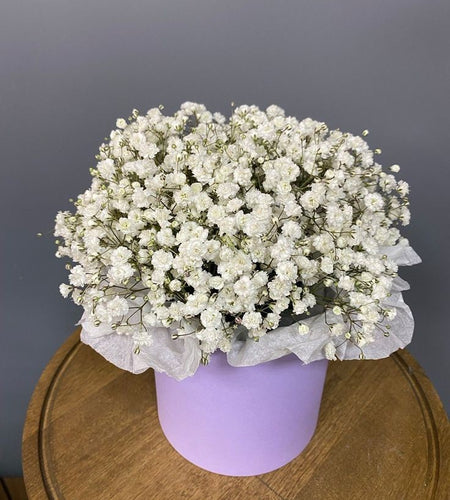 White gypsophila in box