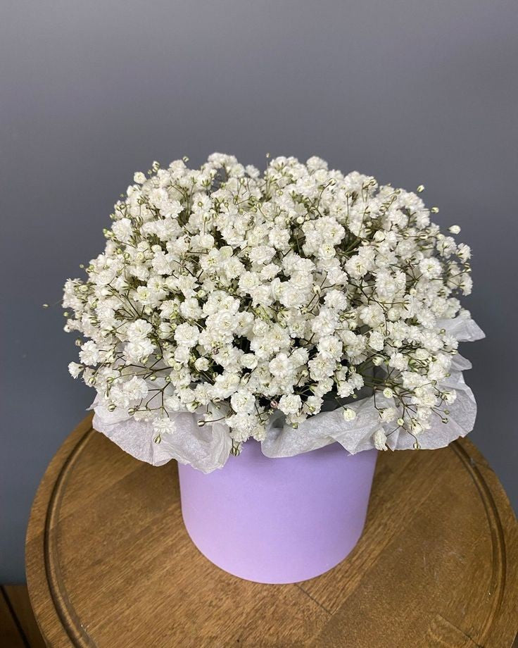 White gypsophila in box