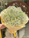 Summer daisies/زهور الصيف
