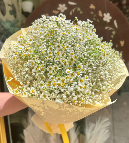 Summer daisies/زهور الصيف