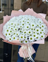 البابونج 35 صورة