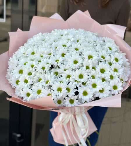 Chamomile 45pic /البابونج/الأقحوان