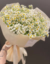 Summer daisies/زهور الصيف