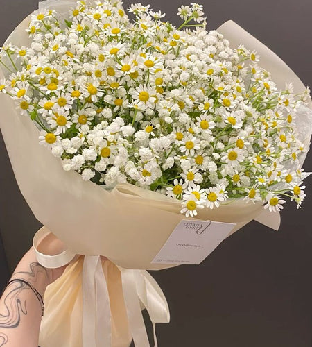 Summer daisies/زهور الصيف