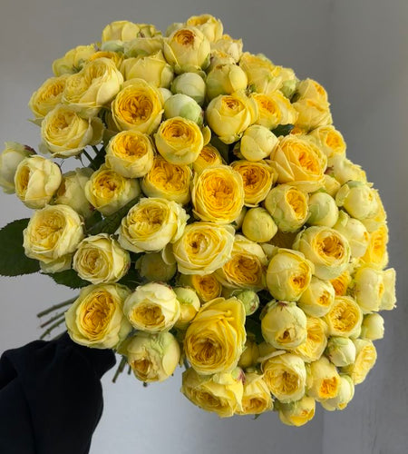 Premium piones bebe roses (35pic)