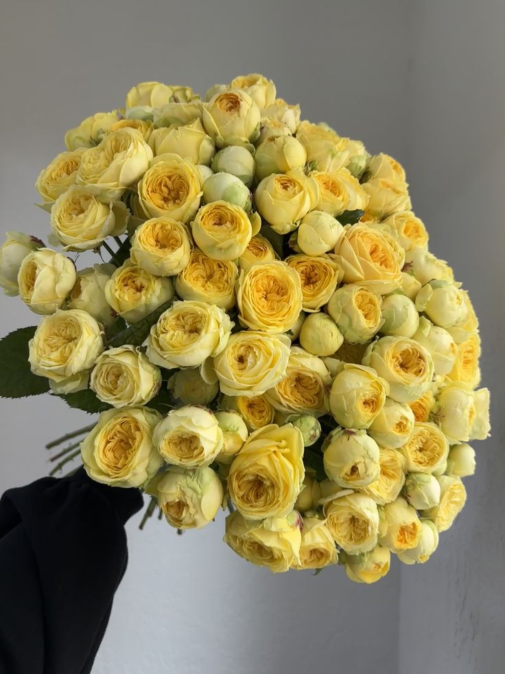 Premium piones bebe roses (35pic)