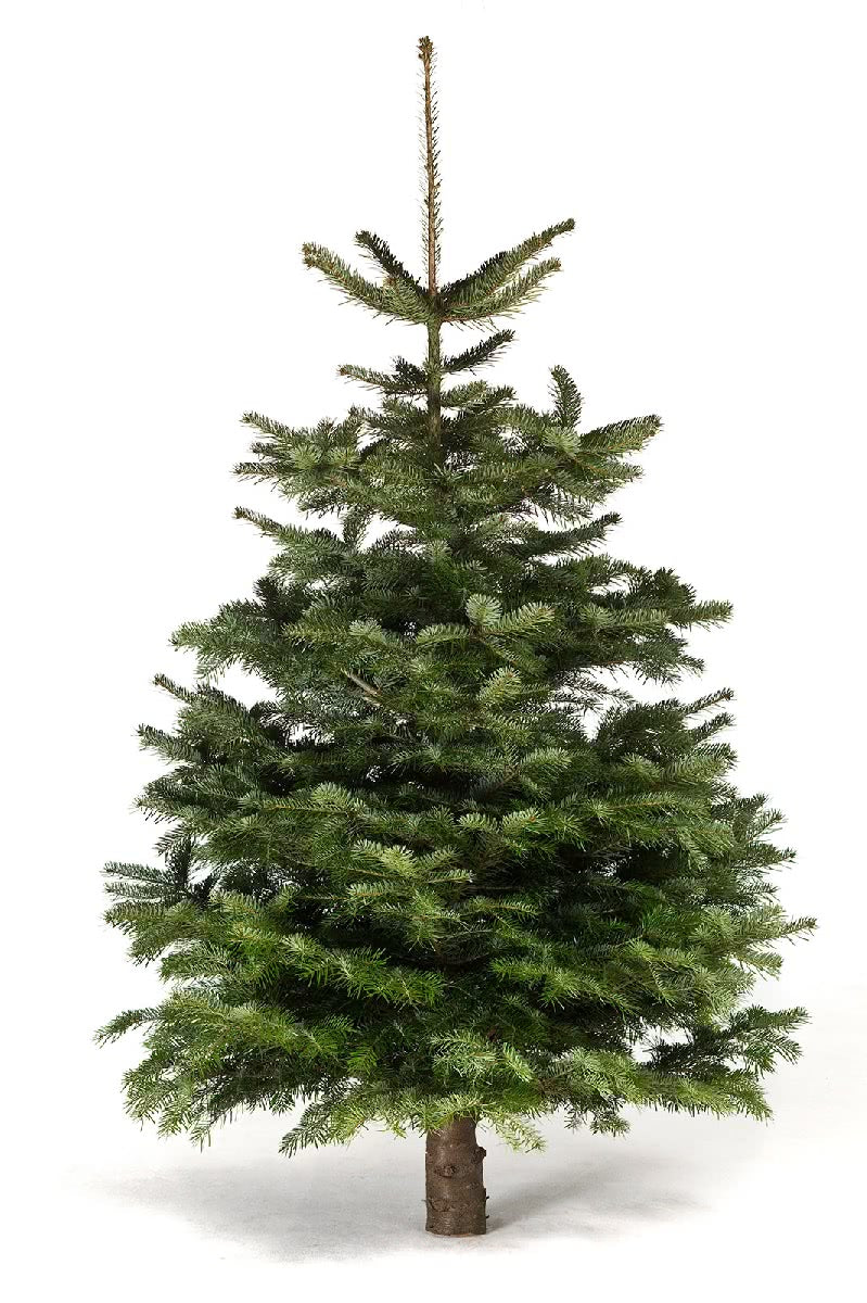 Fresh tree (125/150sm)