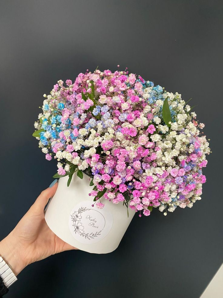White gypsophila in box