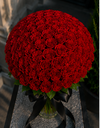 Red rose / وردة حمراء